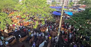 কোরবানি ঘিরে ফরিদপুরে প্রস্তুত লক্ষাধিক পশু, মুনাফার আশা খামারিদের